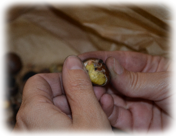 Castagnauto Le castagne